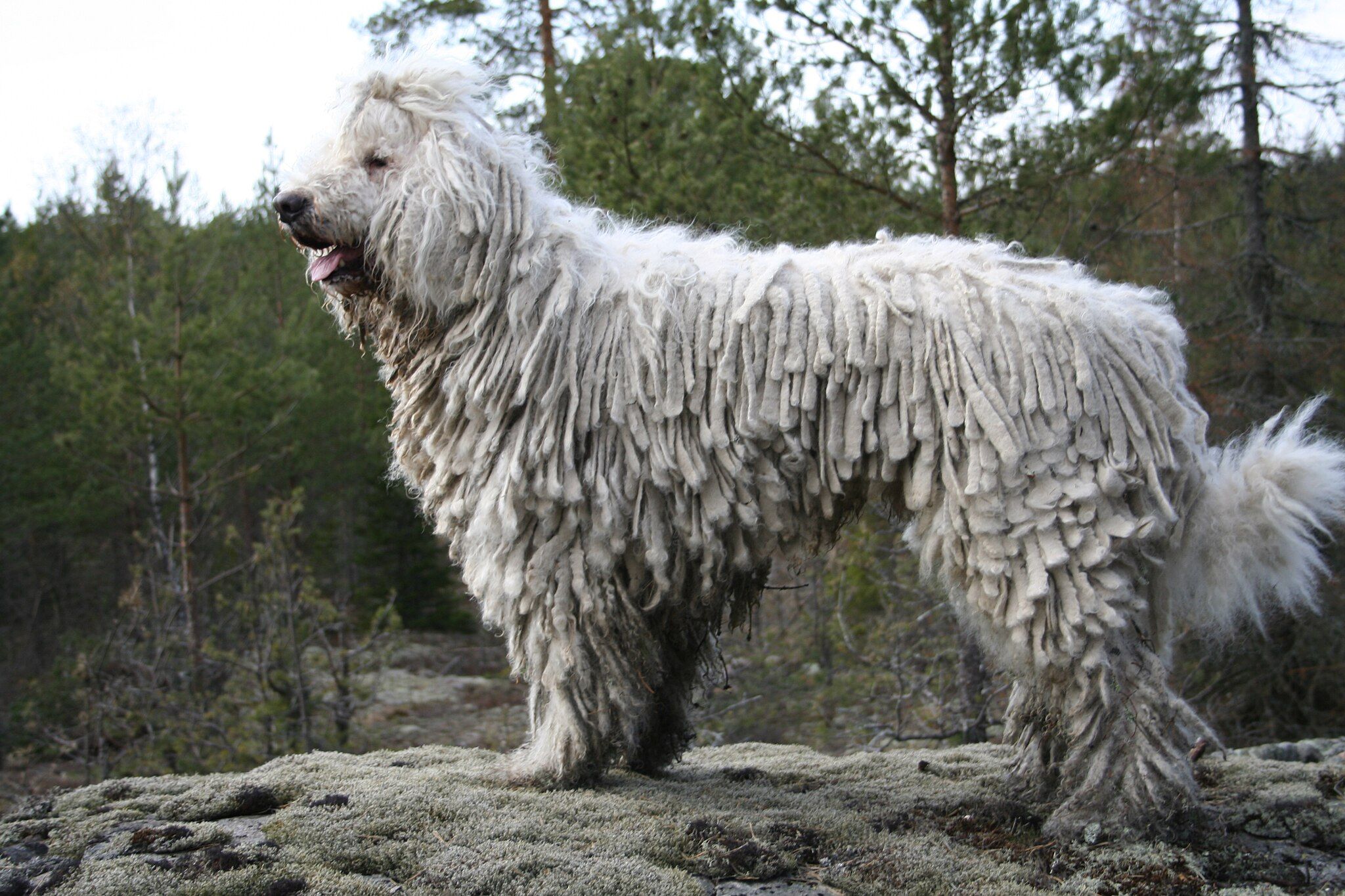 A large white Komondor dog with a corded coat stands on rocks in a forest.