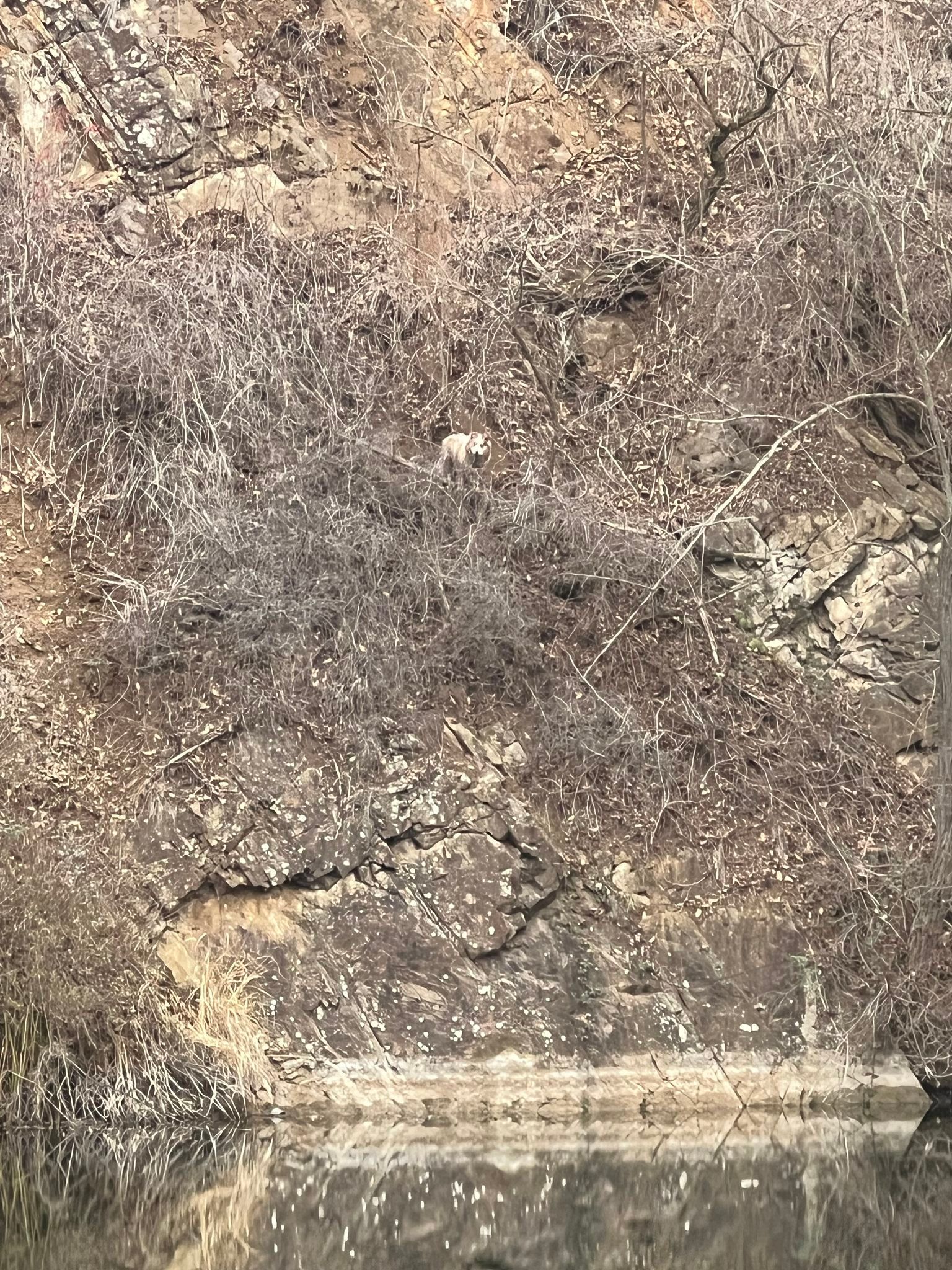 A small, light-colored animal stands on a dry, rocky cliff above reflective water.