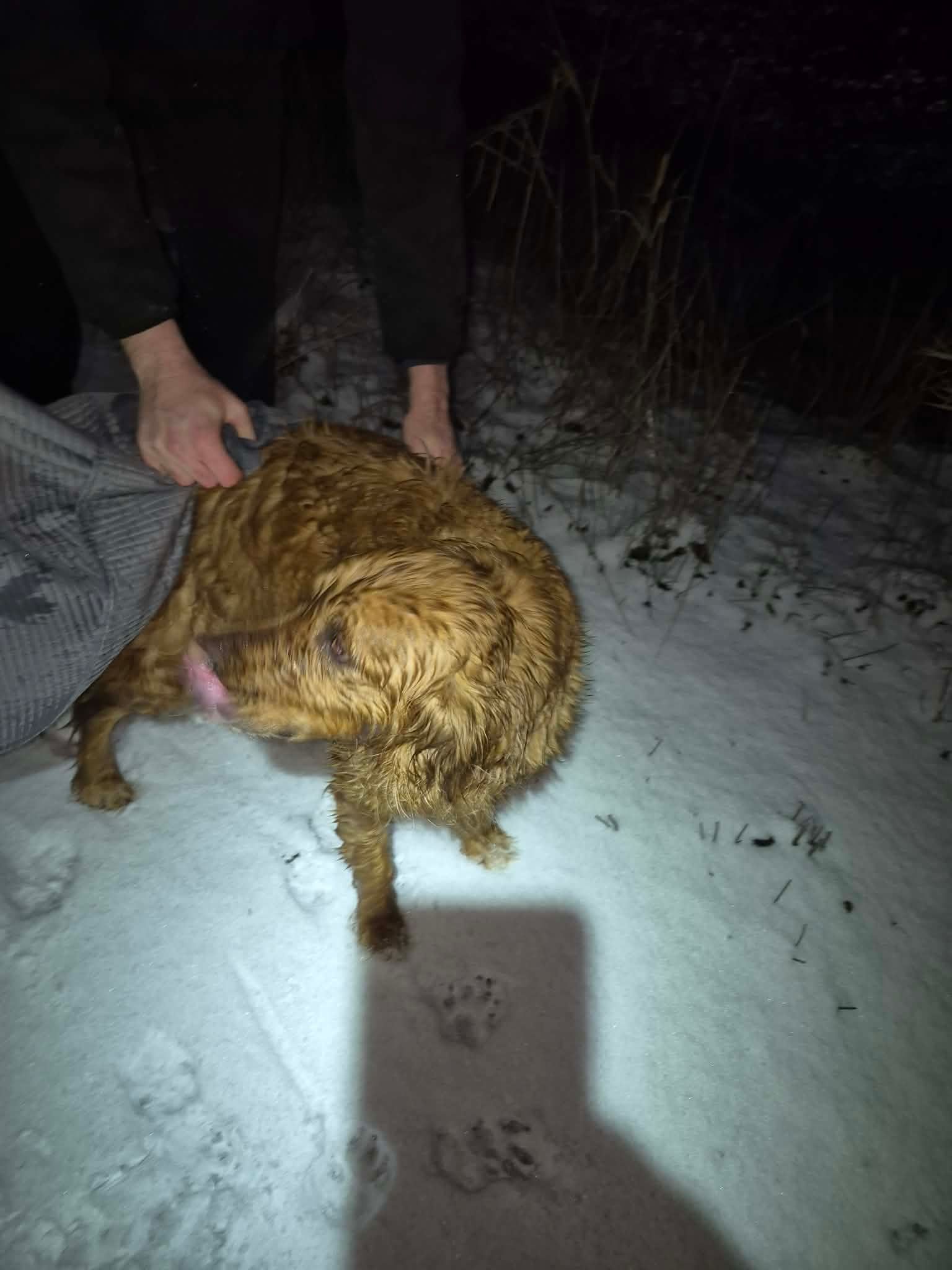 A person holds a brindle-patterned dog by its rear legs in the dark snowy night.