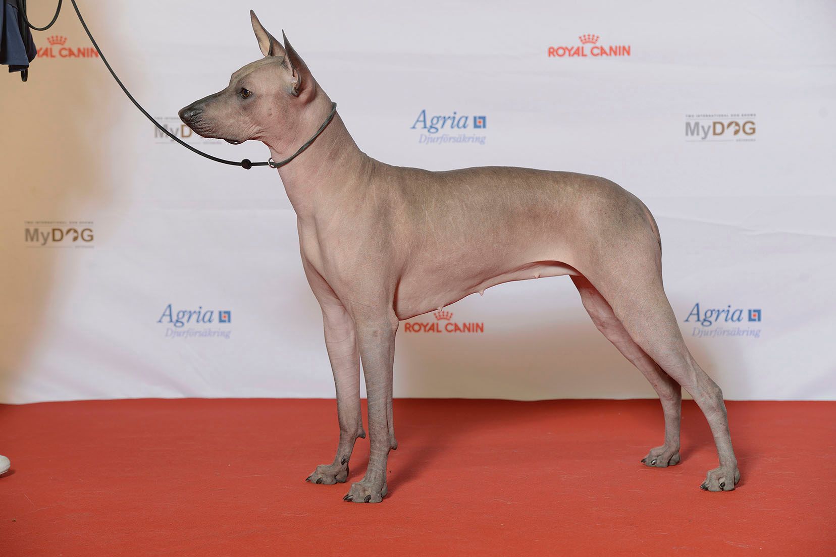 Xoloitzcuintli – az ősi mexikói szőrtelen kutya