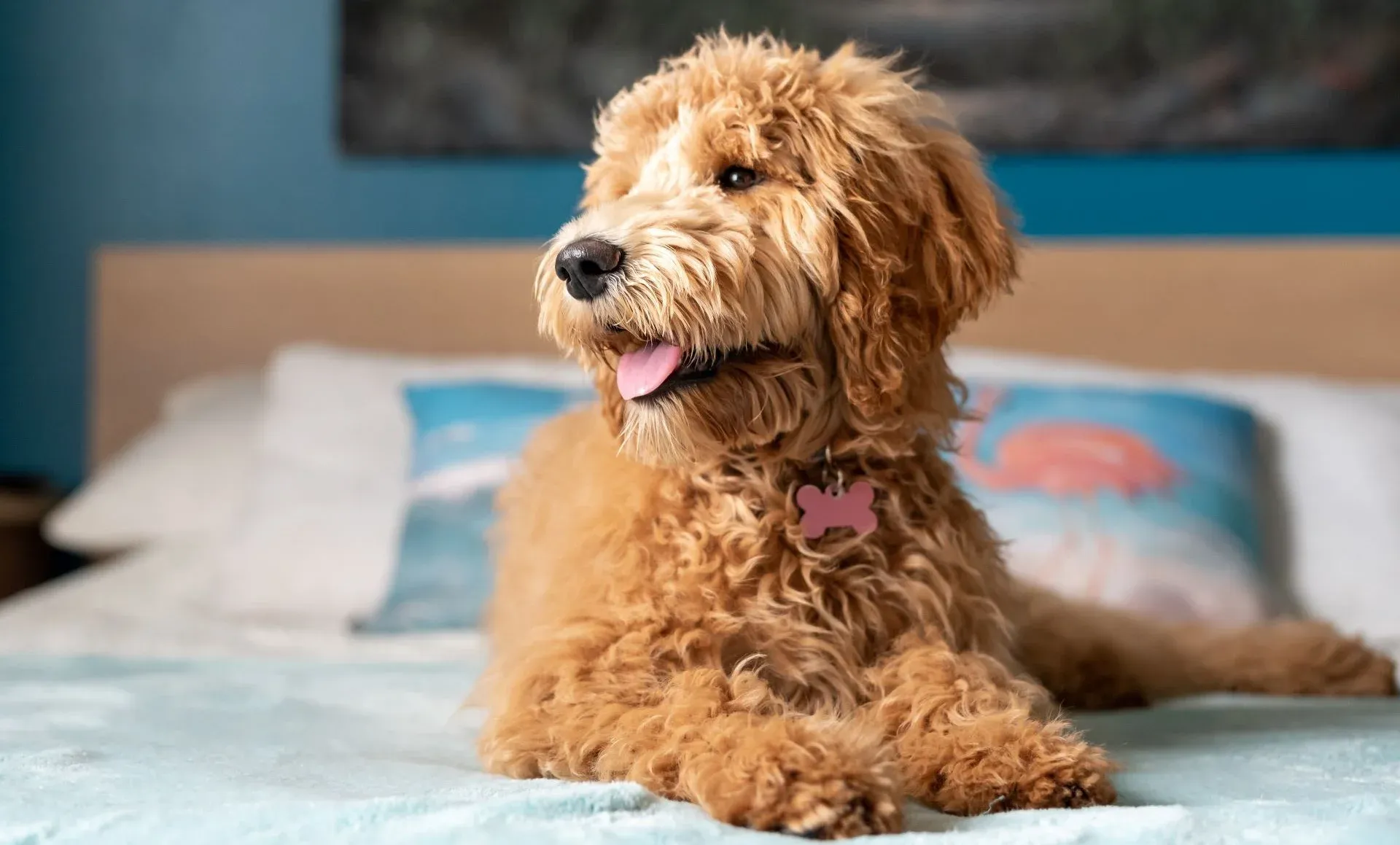 Hipoallergén kutyák – léteznek egyáltalán?