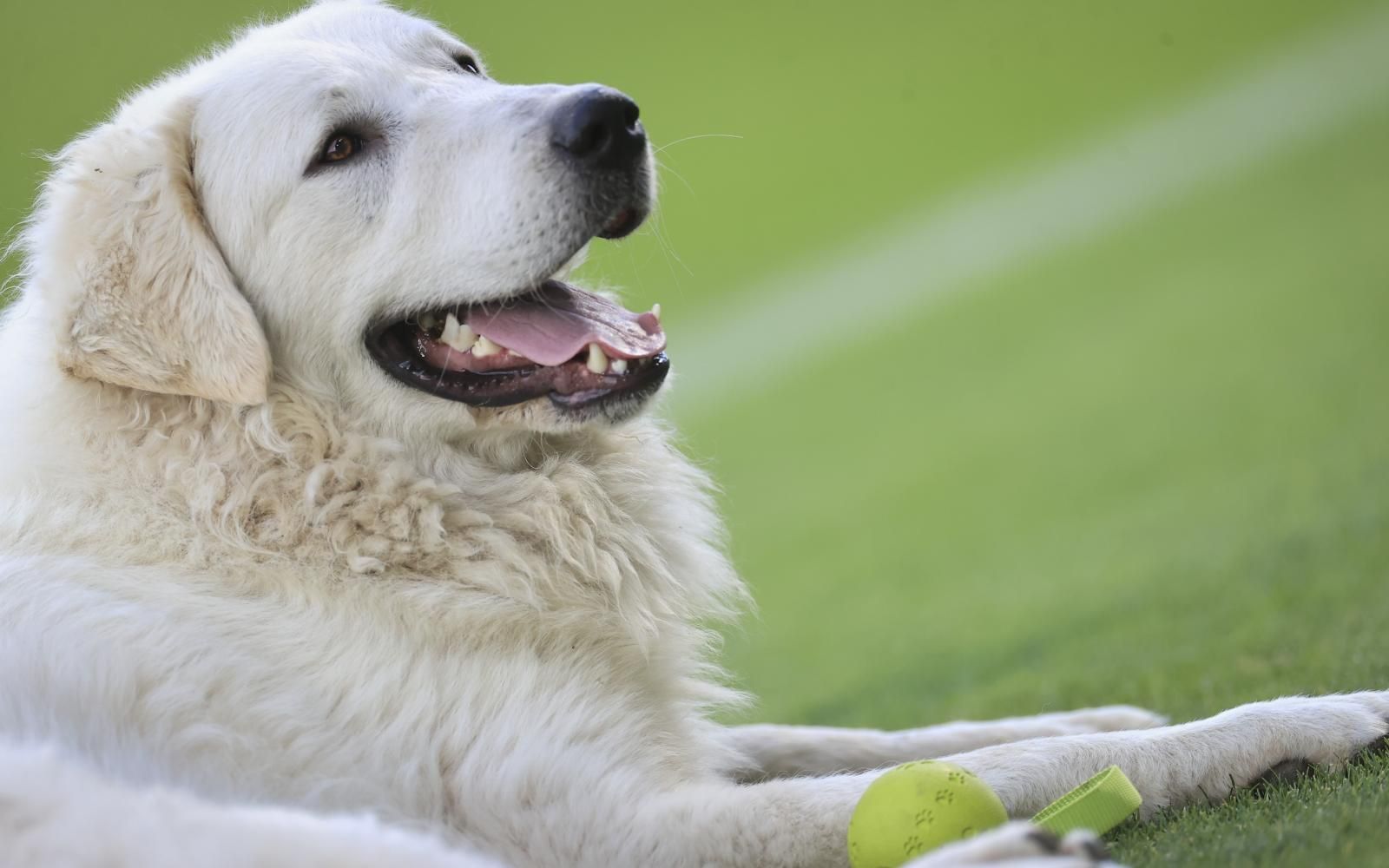 A Paksi FC kuvasz kabalája – hagyomány, identitás és példamutatás