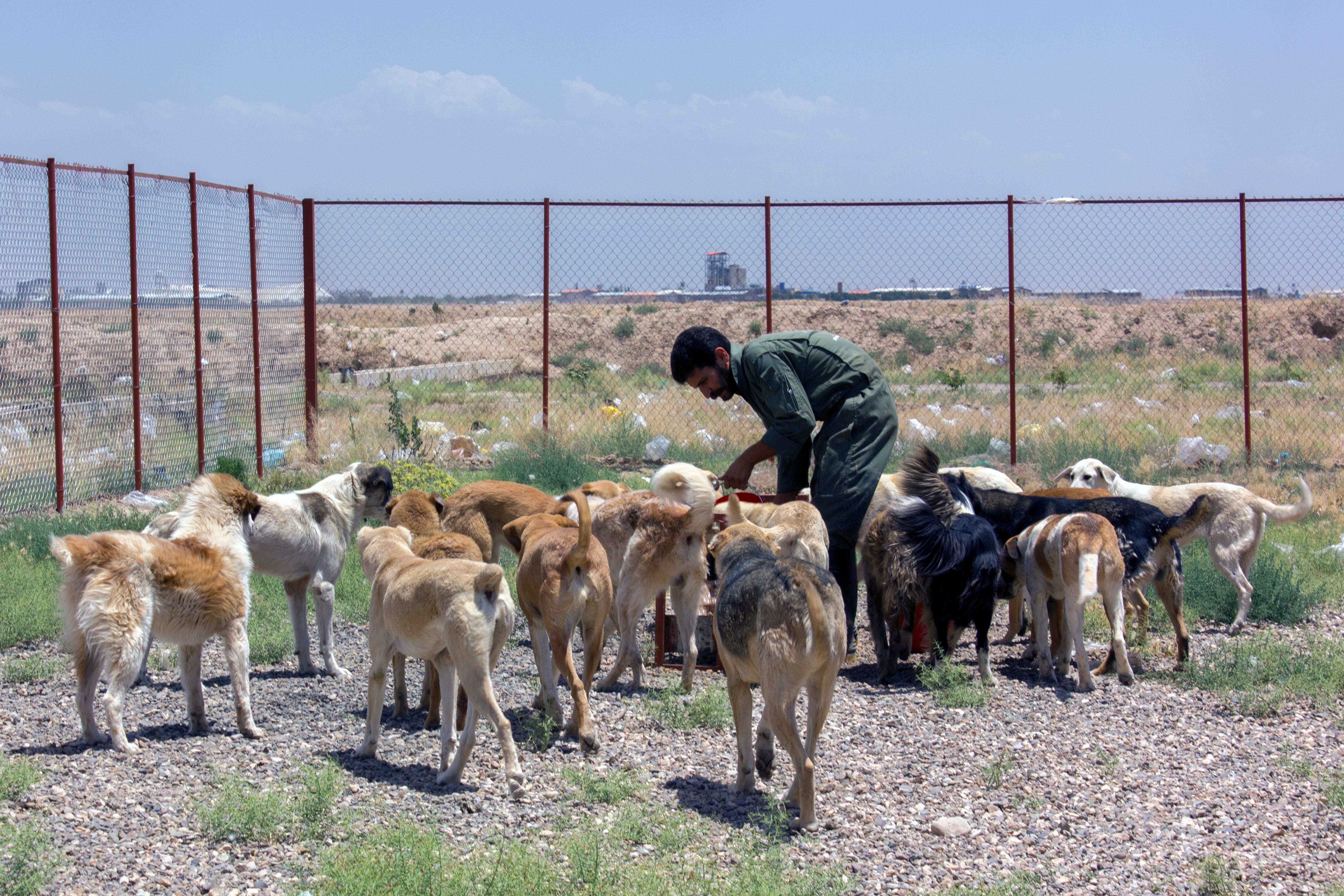 A man in green feeds many dogs in a dry outdoor fenced enclosure.